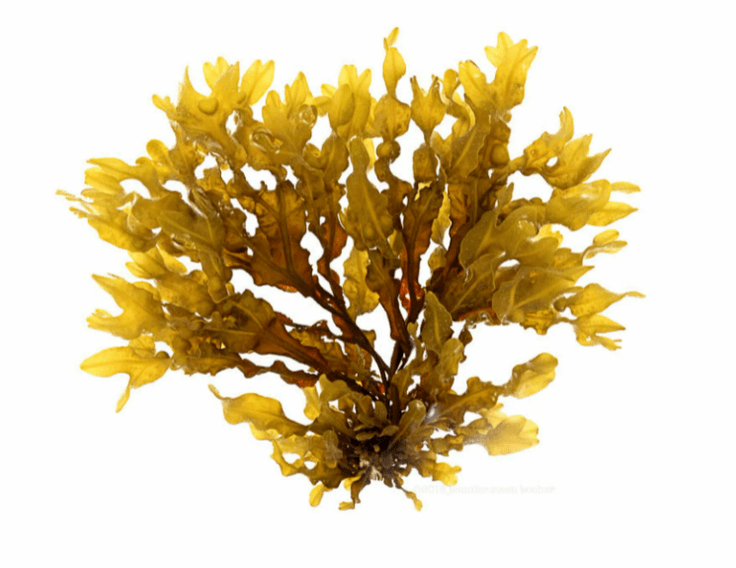 Fucus vesicularis en Inno Gialuron