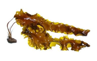 Laminaria digitalis en crema Inno Gialuron